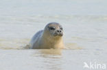 Gewone zeehond (Phoca vitulina) 