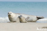 Gewone zeehond (Phoca vitulina) 