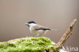 Glanskop (Parus palustris)