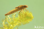Hairy Dragonfly (Brachytron pratense)