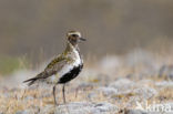 Golden Plover (Pluvialis apricaria)