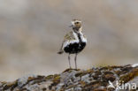 Golden Plover (Pluvialis apricaria)