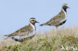 Goudplevier (Pluvialis apricaria) 