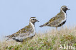 Goudplevier (Pluvialis apricaria) 