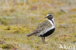 Goudplevier (Pluvialis apricaria) 