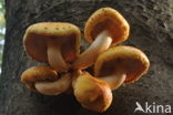 Goudvliesbundelzwam (Pholiota aurivella)
