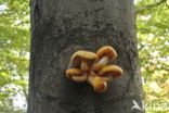 Goudvliesbundelzwam (Pholiota aurivella)