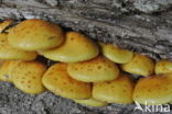 Goudvliesbundelzwam (Pholiota aurivella)