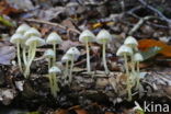 Mycena epipterygia var. lignicola