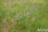 Grasklokje (Campanula rotundifolia)