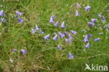Grasklokje (Campanula rotundifolia)
