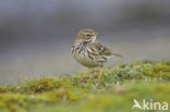 Graspieper (Anthus pratensis) 