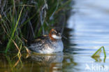 Grauwe Franjepoot (Phalaropus lobatus)