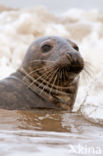 Grey Seal (Halichoerus grypus)