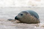 Grijze zeehond