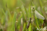 Groene glazenmaker (Aeshna viridis) 