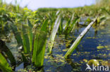 Groene glazenmaker (Aeshna viridis) 