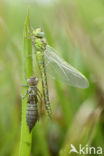 Groene glazenmaker (Aeshna viridis) 