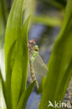 Groene glazenmaker (Aeshna viridis) 