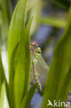 Green Hawker  (Aeshna viridis)