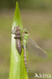 Green Hawker  (Aeshna viridis)