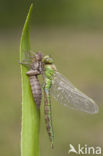 Groene glazenmaker (Aeshna viridis) 