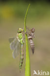 Groene glazenmaker (Aeshna viridis) 