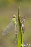 Green Hawker  (Aeshna viridis)