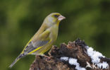 Groenling (Carduelis chloris)