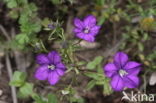 Groot spiegelklokje (Legousia speculum-veneris) 