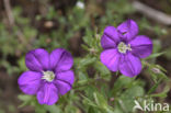 Groot spiegelklokje (Legousia speculum-veneris) 