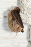 brown big-eared bat (Plecotus auritus)