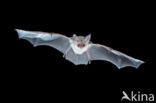 brown big-eared bat (Plecotus auritus)