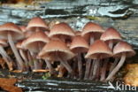 Grote bloedsteelmycena (Mycena haematopus)