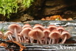 Grote bloedsteelmycena (Mycena haematopus)