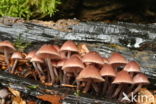 Grote bloedsteelmycena (Mycena haematopus)