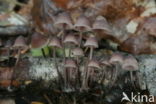 Grote bloedsteelmycena (Mycena haematopus)