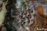 Grote bloedsteelmycena (Mycena haematopus)