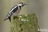 Grote Bonte Specht (Dendrocopos major)