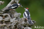 Great Spotted Woodpecker (Dendrocopos major)