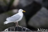 Glaucous Gull (Larus hyperboreus)