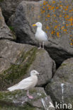 Glaucous Gull (Larus hyperboreus)