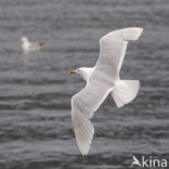 Glaucous Gull (Larus hyperboreus)