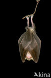 Greater Horseshoe Bat (Rhinolophus ferrumequinum)