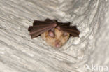 Greater Horseshoe Bat (Rhinolophus ferrumequinum)