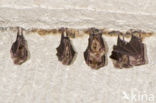 Greater Horseshoe Bat (Rhinolophus ferrumequinum)