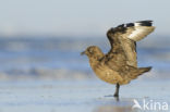 Grote Jager (Stercorarius skua)