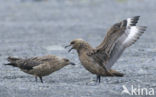 Great Skua (Stercorarius skua)