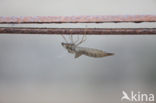 Grote keizerlibel (Anax imperator)