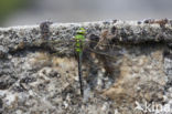 Grote keizerlibel (Anax imperator)